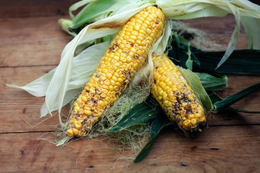 Hasarlı mısır. Böcek, hastalık ve küf kontrolü ve yönetim kavramı.