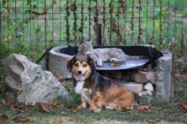 Kedi ve köpek bahçede oturuyor, birlikte dinleniyorlar..