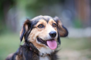 Sevimli kahverengi bir kırma köpeğin açık hava portresi. 