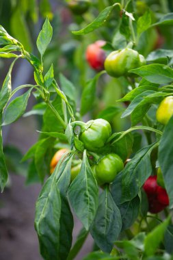 Organik biber çiftliğindeki sebze bahçesinde olgunlaşmış biberler.