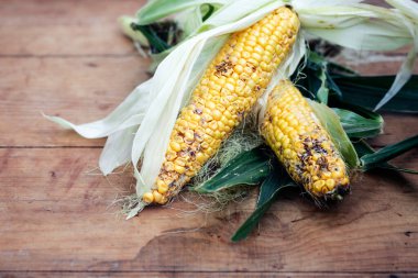 Hasarlı mısır. Böcek, hastalık ve küf kontrolü ve yönetim kavramı.