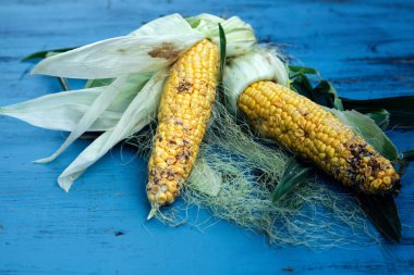 Hasarlı mısır. Böcek, hastalık ve küf kontrolü ve yönetim kavramı.