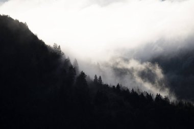 Ormandaki sise sarılmış evanesans atmosferi. Köknar ormanlı sisli dağ manzarası.