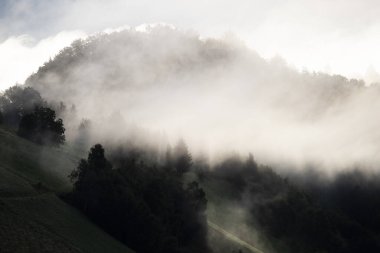 Ormandaki sise sarılmış evanesans atmosferi. Köknar ormanlı sisli dağ manzarası.