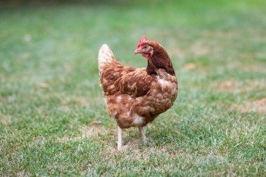 # Yeşil çimenlikteki tavuklar #.