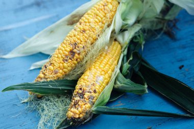 Hasarlı mısır. Böcek, hastalık ve küf kontrolü ve yönetim kavramı.