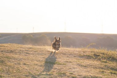 Mutlu kırma köpek koşar ve dağ çayırında atlar.