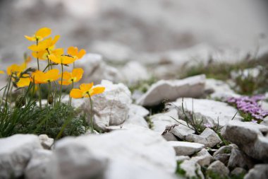 Çiçekli alp gelinciği, Papaver alpinyumu, Dolomite dağları, Alpler, Güney Tyrol, İtalya