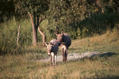 Pastoral alanda sevimli eşekler.