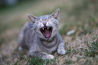 Bahçedeki sevimli gri tekir kedi portresi.