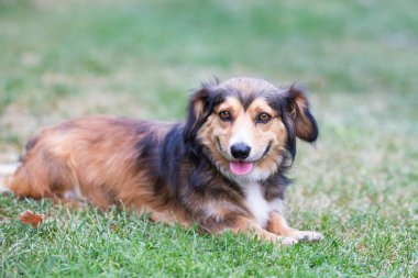 Sevimli kahverengi bir kırma köpeğin açık hava portresi. 