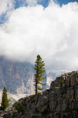 Uçurumun kenarında duran yalnız bir çam ağacı. Dolomitlerin dramatik manzarası.