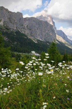 İtalya 'daki Dolomite dağlarında serpilmiş papatya çiçeği..