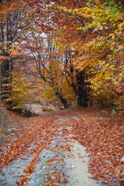 Renkli yapraklı sonbahar ormanı yolu.