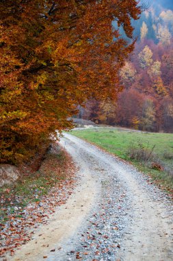 Renkli yapraklı sonbahar ormanı yolu.