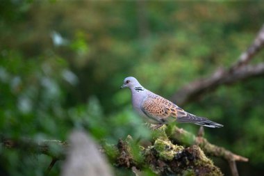 Bir dalda oturan Avrupa kaplumbağa güvercini (Streptopelia turtur)