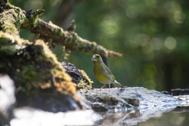 Avrupa yeşil ispinozu (Carduelis klorisi) içme suyu.