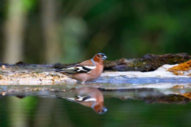 Ormanda bir göletin yanında duran Chaffinch (Fringilla coelebs). Doğadan vahşi yaşam sahnesi