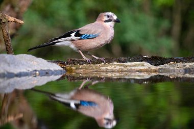 Jay, Garrulus Glandarius, daldaki tek kuş.
