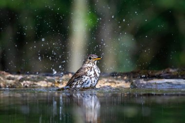 Ormanda ardıç kuşu (Turdus philomelos). Doğadan vahşi yaşam sahnesi