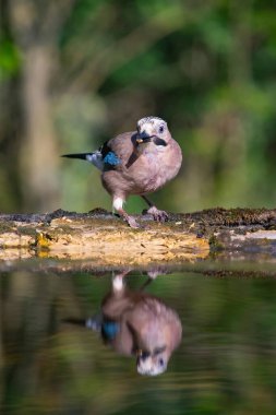 Jay, Garrulus Glandarius, daldaki tek kuş.