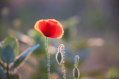 Canlı haşhaş tarlası - Ateşkes veya Anma Günü konsepti