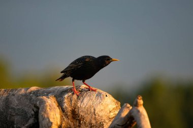 Bir dalda sığırcık (Sturnus vulgaris) bulunur. Doğadan vahşi yaşam sahnesi