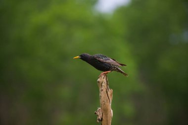 Bir dalda sığırcık (Sturnus vulgaris) bulunur. Doğadan vahşi yaşam sahnesi