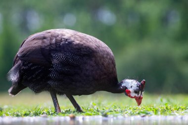 Miğferli guinafowl (Numida meleagris) çimenlikteki büyük gri kuş. Doğadan vahşi yaşam sahnesi. 
