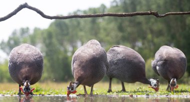 Miğferli guinafowl (Numida meleagris) çimenlikteki büyük gri kuş. Doğadan vahşi yaşam sahnesi. 