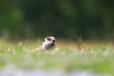 Avrupa yer sincabı (Spermophilus citellus) yeşil çimlerde. Avrupa 'da vahşi yaşam sahnesi.