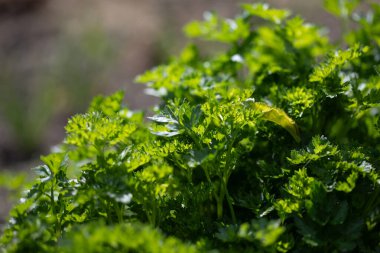 Taze yeşil maydanoz sebze çiftliğindeki bir yatakta yetişir. Yeşillik yetiştirme