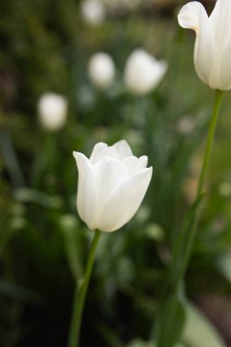 Bahçede açan parlak beyaz lale çiçeklerinin muhteşem manzarası.