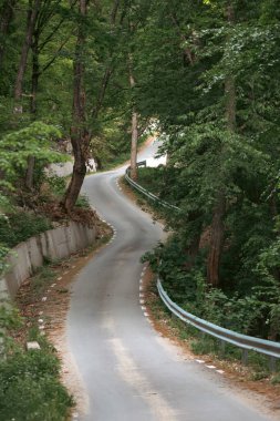 Huzurlu bir yol, canlı yaz renklerinde ormanda dolanıyor.