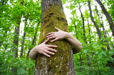 Ormanda bir ağacı kucaklayan insan eli. İnsanların kavramı doğayı sever ve ormansızlaşmadan, kirlilikten veya iklim değişikliğinden korur.