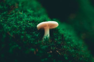 Yeşil yaz ormanındaki çimlerin içindeki orman mantarlarının güzel yakın çekimi