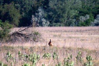 Doğal habitatta yaygın sülün, ilkbaharın başlarında çayır.