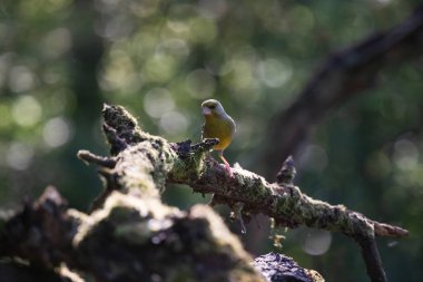 Avrupa yeşil ispinozu (Carduelis klorisi) içme suyu.
