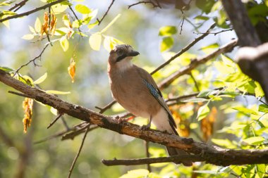 Avrasyalı Jay 'in güzel kuşu Garrulus Glandarius' un portresi.