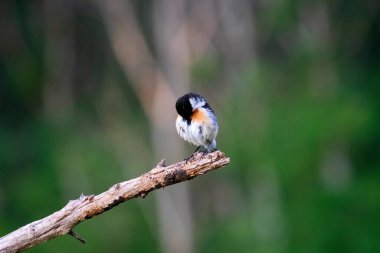 Avrupa bir dalda oturan Stonechat