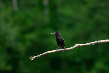Bir dalda sığırcık (Sturnus vulgaris) bulunur. Doğadan vahşi yaşam sahnesi