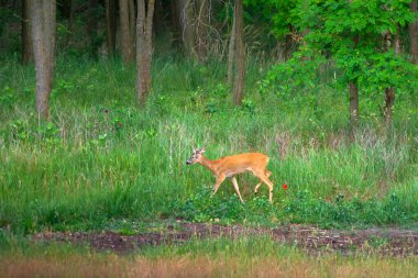 Bahar ormanının kıyısında güzel bir geyik yumurtası.