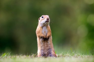 Avrupa yer sincabı (Spermophilus citellus) yeşil çimlerde. Avrupa 'da vahşi yaşam sahnesi.