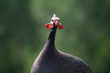 Miğferli guinafowl (Numida meleagris) çimenlikteki büyük gri kuş. Doğadan vahşi yaşam sahnesi. 