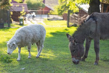 Eşek ve koyun çiftlikte gün batımında.