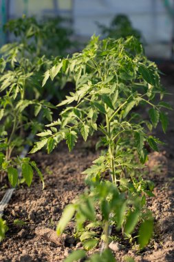 Yatağın üzerindeki yeşil hortumda büyüyen genç domates fidanları.. 