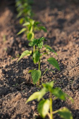 Yatağın üzerindeki yeşil hortumda büyüyen tatlı biber tohumları..