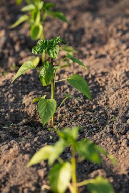 Yatağın üzerindeki yeşil hortumda büyüyen tatlı biber tohumları..