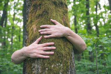 Ormanda bir ağacı kucaklayan insan eli. İnsanların kavramı doğayı sever ve ormansızlaşmadan, kirlilikten veya iklim değişikliğinden korur.