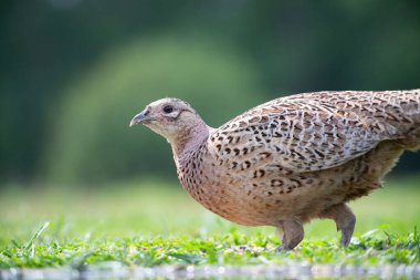 Doğal ortamında dişi sülün (Phasianus colchius) halka boyunlu sülün 